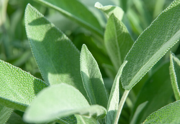 extreme close-up of sage leaves in a garden - Agrandir l'image, fenêtre modale