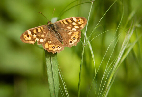 Papillon - Agrandir l'image, fenêtre modale