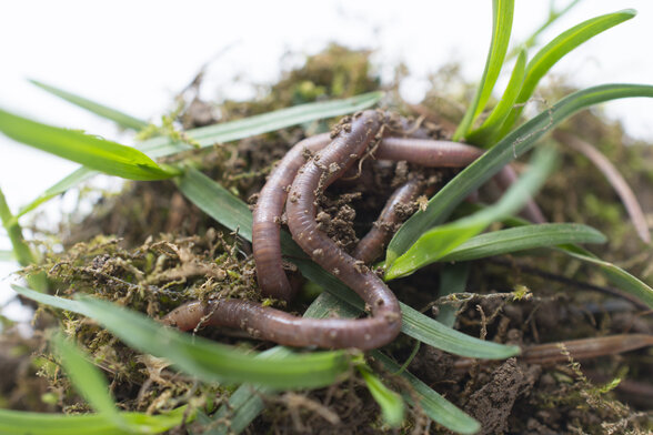 earth worms and soil pictured in stidio - Agrandir l'image, fenêtre modale