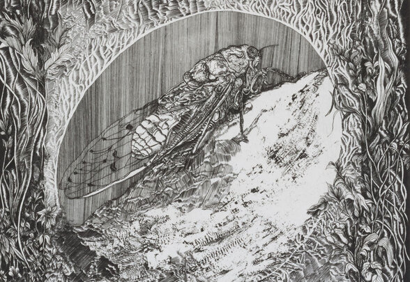 [IMAGE ALT] - Agrandir l'image, fenêtre modale